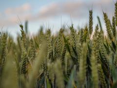 A closeup shot of sweetgrasses in a field. Photo credit: Wirestock Creators, Shutterstock.